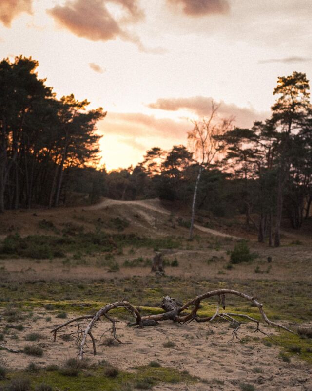 We can’t go out for dinner or coffee, but the woods are still there. 🌲 
I’ve been recommending people left and right to get out there. Take a friend and a coffee with you, there’s still room to connect with others. 🙂
Went on a lovely sunset filled walk with @ae_zuring last week 🌅